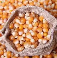 Yellow And White Corn