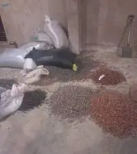Cocoa Beans