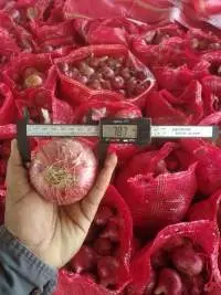 Export Quality Onion (All Sizes)