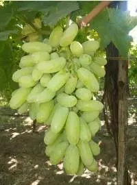 Grapes (Super Sonaka)
