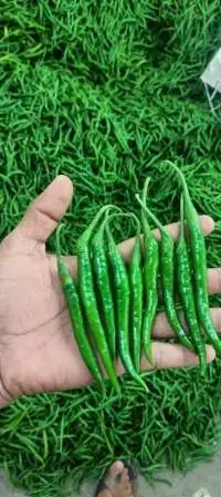 Green Chilli G4