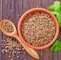 Coriander