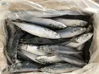 Frozel Mackerel Fish