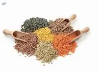 Natural Lentils