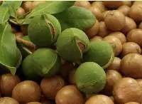 Macadamia Nuts