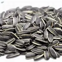 Sunflower Seeds