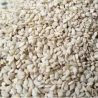 Natural White Sesame Seeds