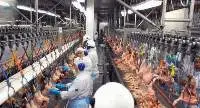 Frozen Whole Chicken HALAL