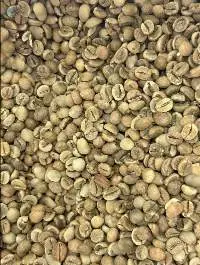 Robusta S18