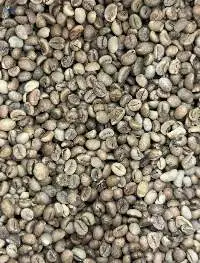 Robusta S15