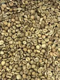 Robusta S12