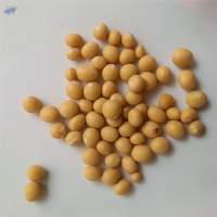 High Quality Crunchy & Nutritious Bambara Nuts