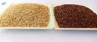 Sesame Seed