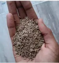 Cumin Seeds-Shah Jeeru (Afghanistan Quality)