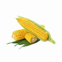 Sweet Corn