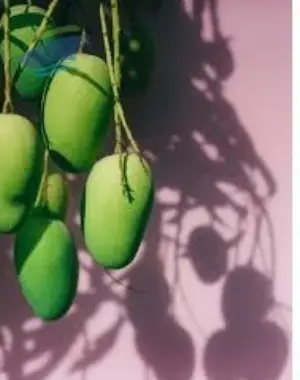 Mangoes