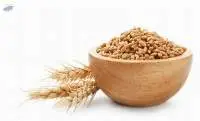 Wheat Grain
