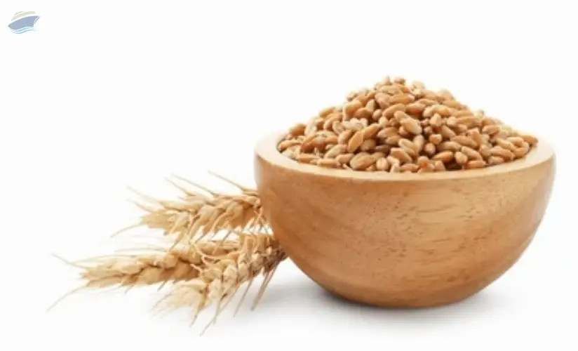 Wheat Grain