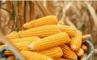 Maize (Corn)