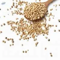 Coriander