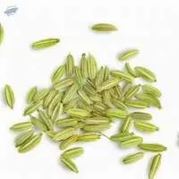 Fennel