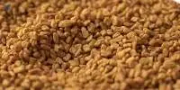 Fenugreek