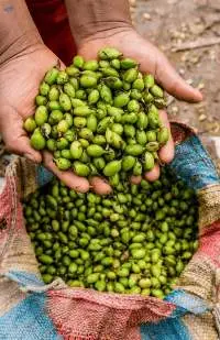 Cardamom