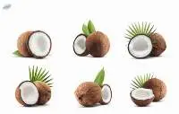 Coconut