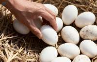 Eggs
