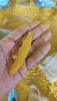 turmeric
