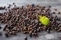 Agarwood Seed - 1kg (Aquilaria Sinensis)