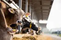 Livestock