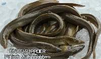 eel fish