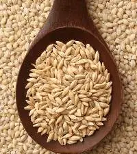 Barley