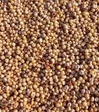 Sorghum