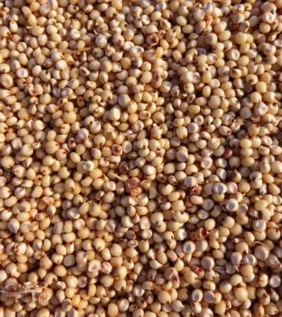 Sorghum