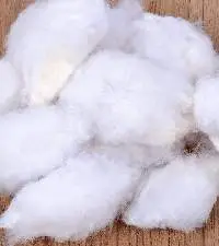 Gossypium Cotton