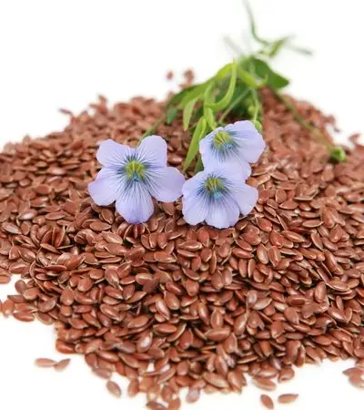 Linum Usitatissimum (Flax)