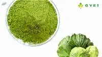 Dehydrated Cabbage Leaf powder