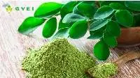 Moringa leaf powder