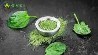 Spray Dried Spinach Powder