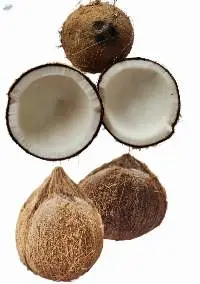 Coconut Like Semi Husked Coconut