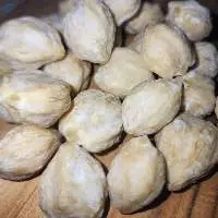 Candlenut