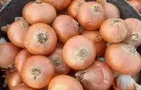 High Quality Red And White Onion