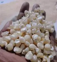 Corn