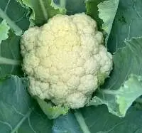Vegetables
