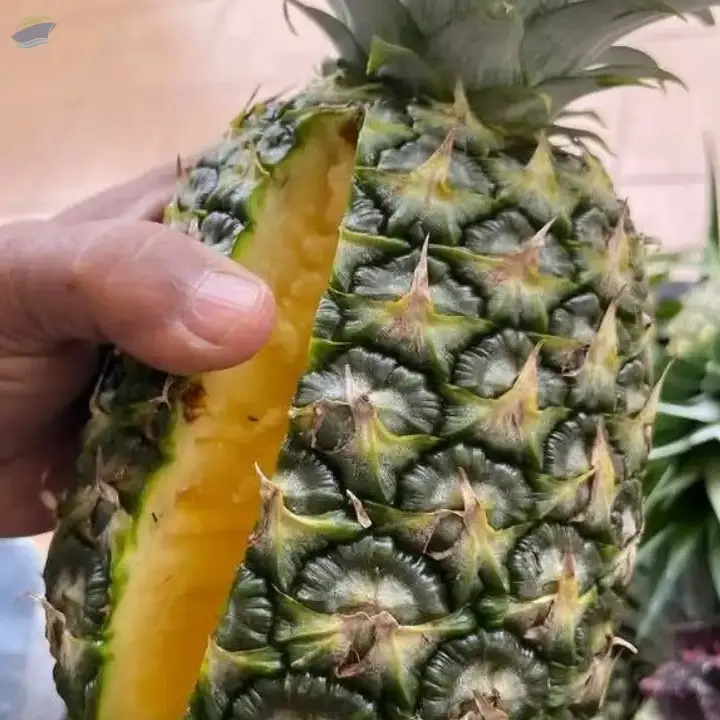 Fruits