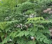 Moringa leaves