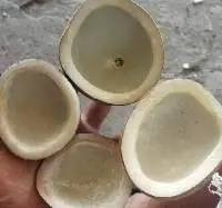 Coconut Copra