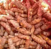 Turmeric